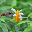 hummingbird
