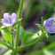 Fluxweed, False Pennyroyal
