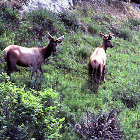 Roosevelt Elk