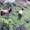 Roosevelt Elk