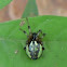 Neoscona Spider