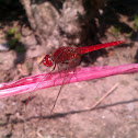 ruddy marsh skimmer
