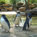 Little Penguins