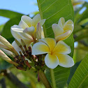 Frangipani