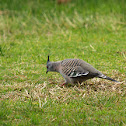 Crested Pigeon