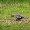 Crested Pigeon