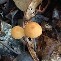 Sulphur Tuft