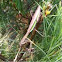 Large Praying Mantis