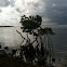 Mangroves 