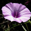 mallow bindweed; campanilla