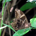 Bamboo Tree Brown