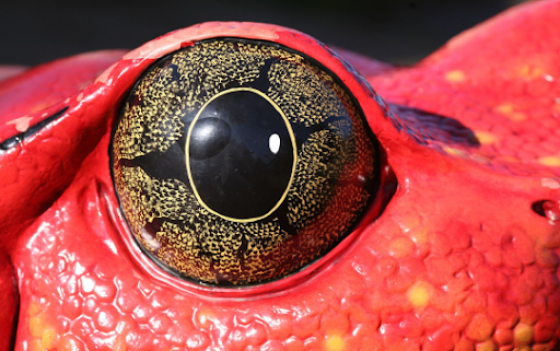 Resultado de imagen de ojo de rana