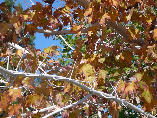 [an overachieving maple dropping its leaves early[3].jpg]