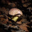 Pencil Bolete
