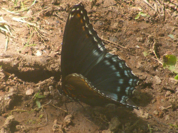 Spotting Image 1