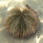 Variegated Urchin