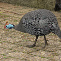 Helmeted Guineafowl