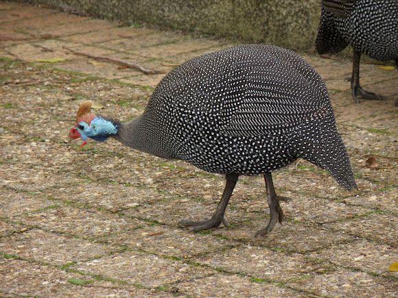 Spotting Image 1