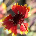 Blanket Flower