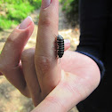 Woodlouse