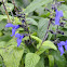 Giant Blue Salvia