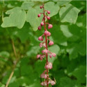 Pink wintergreen