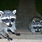 Raccoons