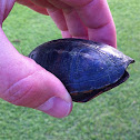 Eastern Mud Turtle