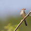 Plain Prinia
