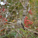 Female Black-Chinned Hummingbird