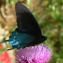 Pipevine Swallowtail