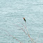 White-fronted Bee-eater