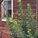 Common evening primrose