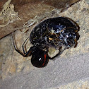 Northern Black Widow