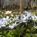 Kidneywort