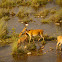 Swamp Deer