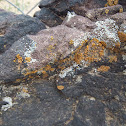 lichen