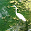 Great White Egret
