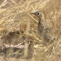 Sprague's Pipit