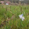 Blue lily, camas