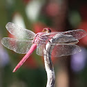Roseate Skimmer