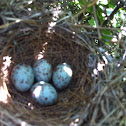 Mockingbird eggs