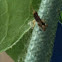 Grasshopper