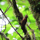 Trepador Rojizo -- Ruddy Treerunner