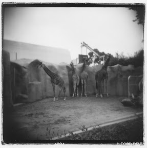 giraffes.jpg