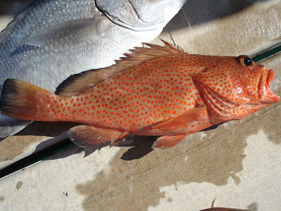strawberry grouper