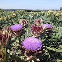 Artichoke