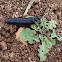 oil beetle