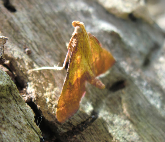 Spotting Image 1