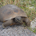 Gopher Tortoise